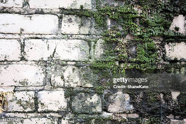 old brick wall with moss and water damage - moss background stock pictures, royalty-free photos & images