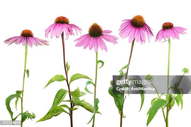 echinacea purpurea (echinacea purpurea) aislado en blanco - equinácea fotografías e imágenes de stock