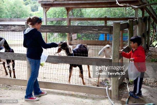 children feeding goats at rural petting zoo - san luis obispo californië stockfoto's en -beelden