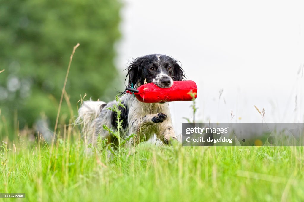 Retrieving the dummy