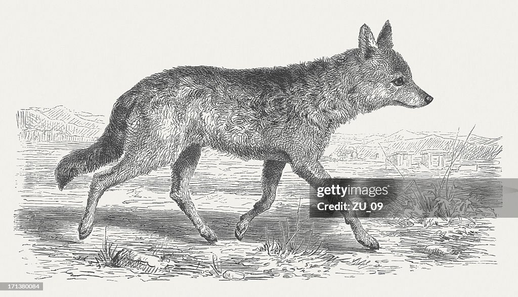 Asiatic jackal (Golden jackal, Canis aureus), wood engraving, published 1875