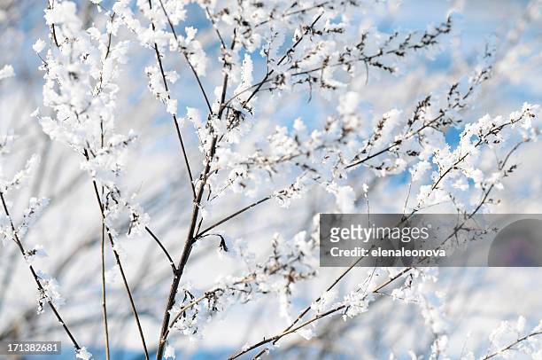 frost - january background stock pictures, royalty-free photos & images