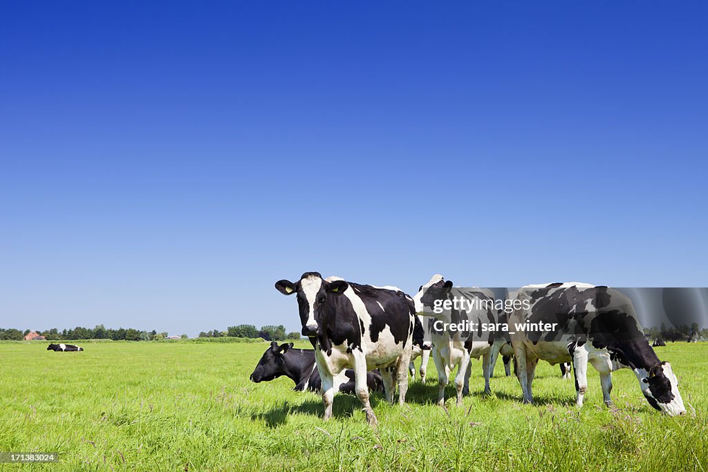 Cows in a fresh grassy field on a clear day