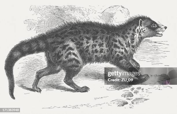 african civet (civettictis civetta), wood engraving, published in 1875 - meerkat stock illustrations