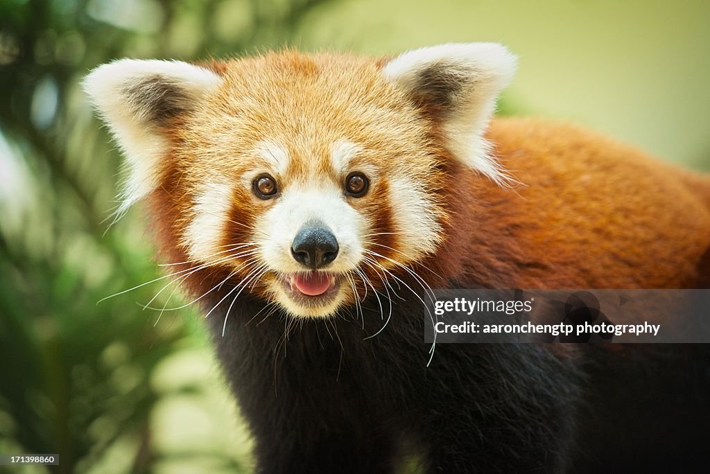 Smiling Red Panda Smiling Red Panda From Nürnberg Zoo! : R/redpandas