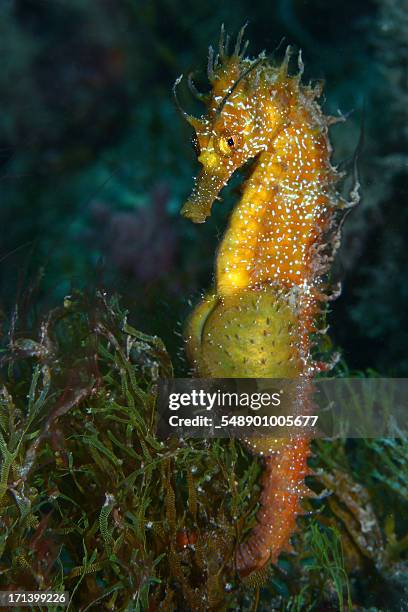 pregnant seahorse - seahorse stock pictures, royalty-free photos & images
