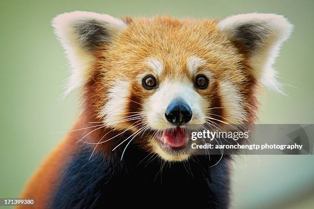 happy red panda - red panda stock pictures, royalty-free photos & images