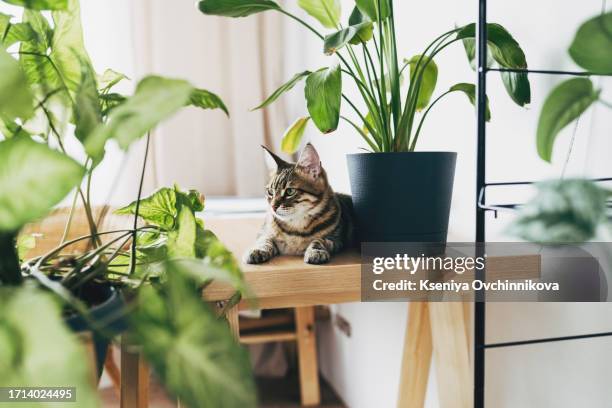 cute white cat sitting on table near indoors houseplants. cozy home background with domestic fluffy pet. modern home garden interior. - pianta da interni foto e immagini stock