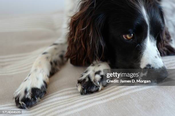 Truffle the English Springer Spaniel dog rests on her bed at home on October 03, 2023 in Ballina, Australia.