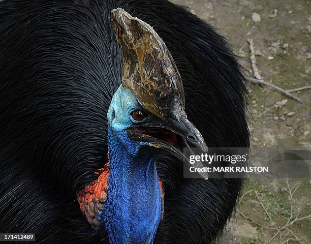 Cassowary bird that is native to Australia and New Guinea rainforests is seen in it's enclosure at the Beijing zoo on June 24, 2013. The zoo grounds...