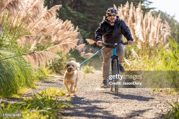 man riding bike with goldendoodle - ornamental grass stock pictures, royalty-free photos & images