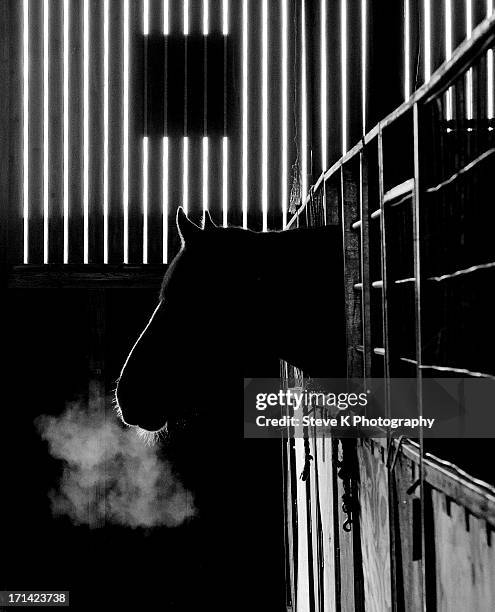 silhouette shire - zugpferd stock-fotos und bilder