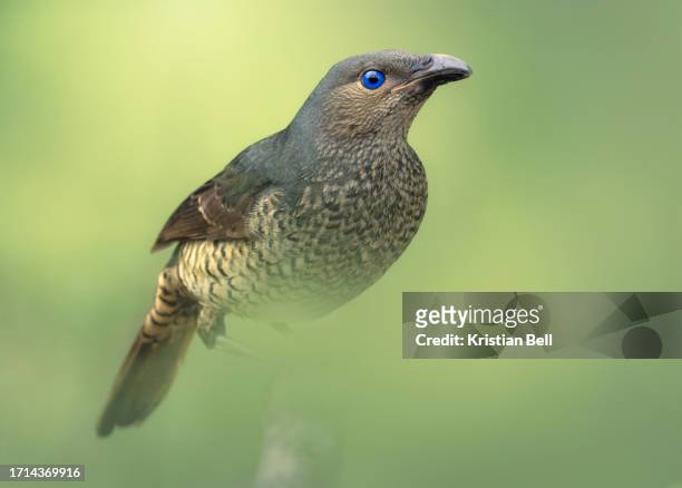 a wild female satin bowerbird (ptilonorhynchus violaceus) isolated against a green blurred bokeh background - satin bowerbird stock pictures, royalty-free photos & images