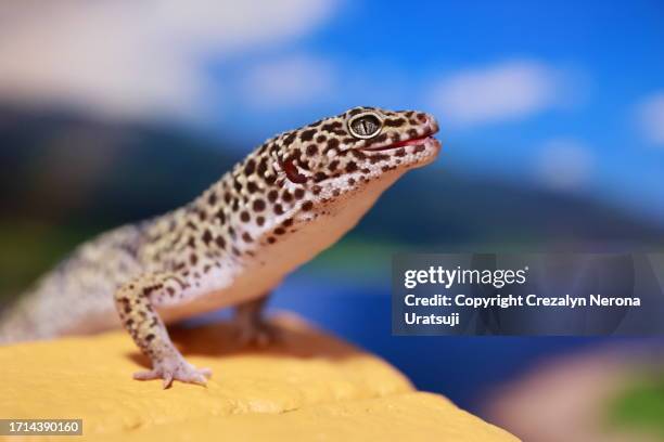 leopard gecko portrait in close up with bokeh background of clouds,sky and lake nozori (nozoriko). tounge out - leopard gecko stock pictures, royalty-free photos & images