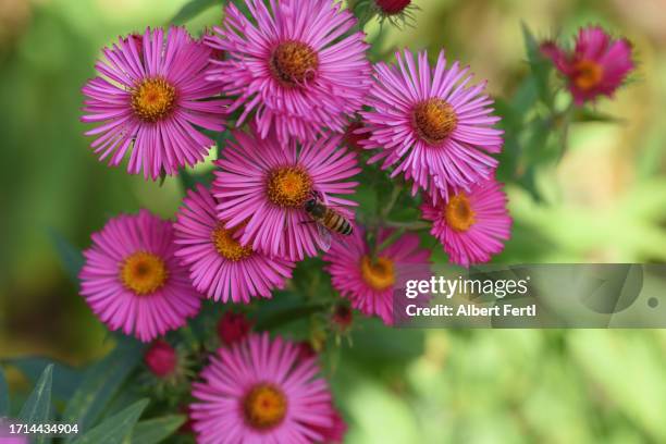 aster - aster stock pictures, royalty-free photos & images