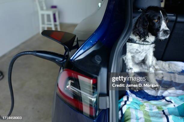 Model Y is charged in the garage of an owner as their dog,an English Springer Spaniel named Truffle sits in the boot and waits whilst the charging...