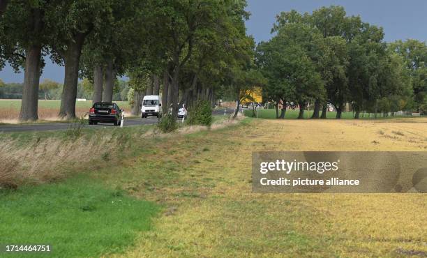 October 2023, Brandenburg, Brügge: Young plants that have germinated after the grain harvest are standing in a field. The grain that fell out of the...