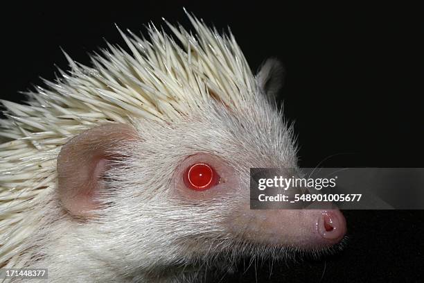 albino hedgehog - albino animals stock pictures, royalty-free photos & images