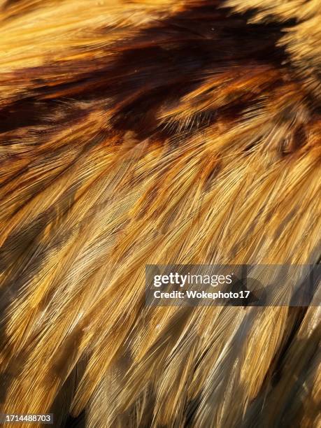 Textured Chicken 866 Chicken Meat Texture Stock Photos, High-Res Pictures, and Images ...