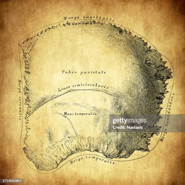 High Parietal Parietal Bone High-Res Vector Graphic - Getty Images