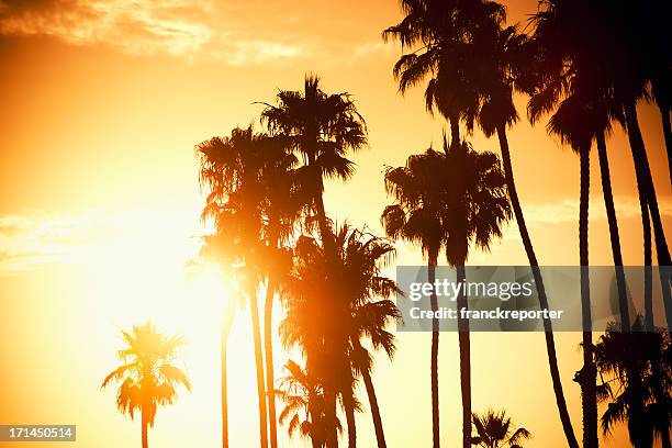 palmeras al atardecer en california, estados unidos - beverly hills california fotografías e imágenes de stock