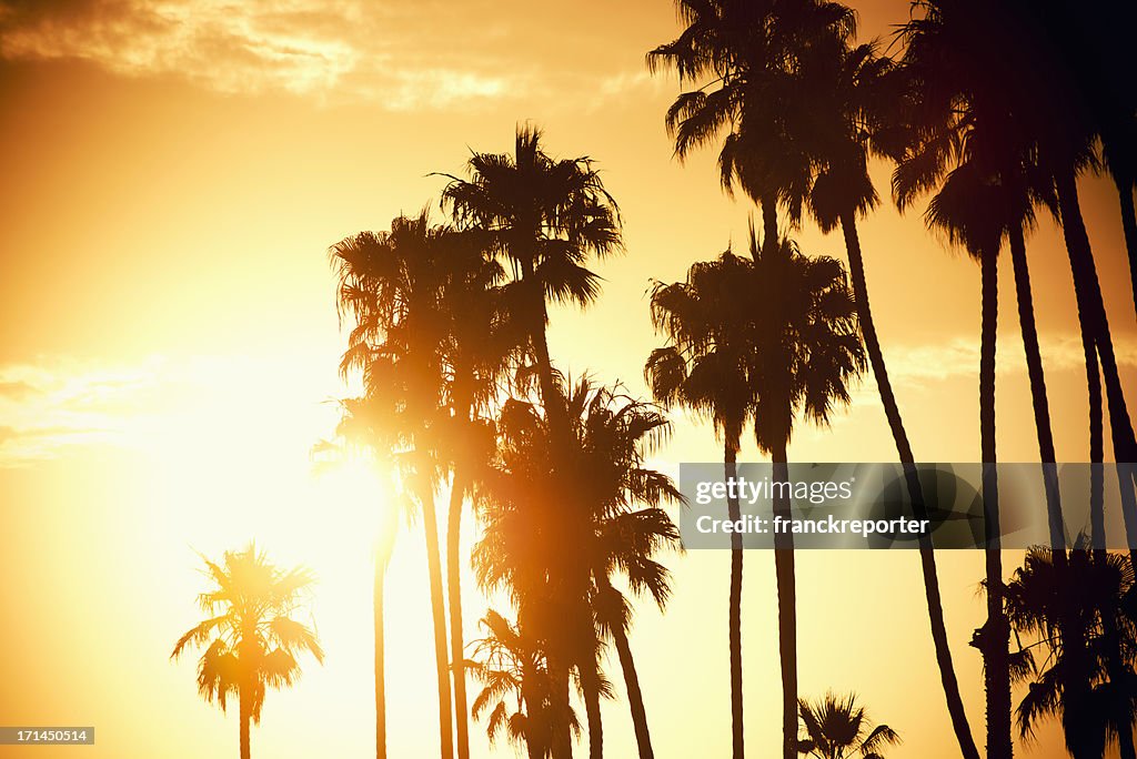 Palm tree at sunset on California - USA