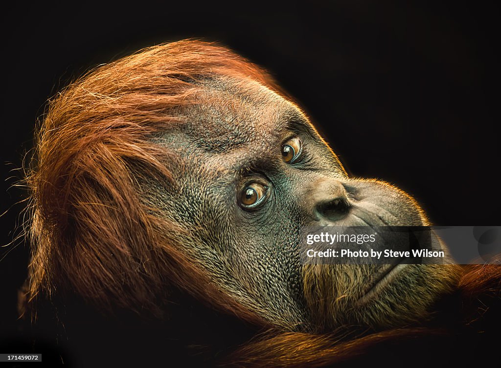 Female Orang Utan