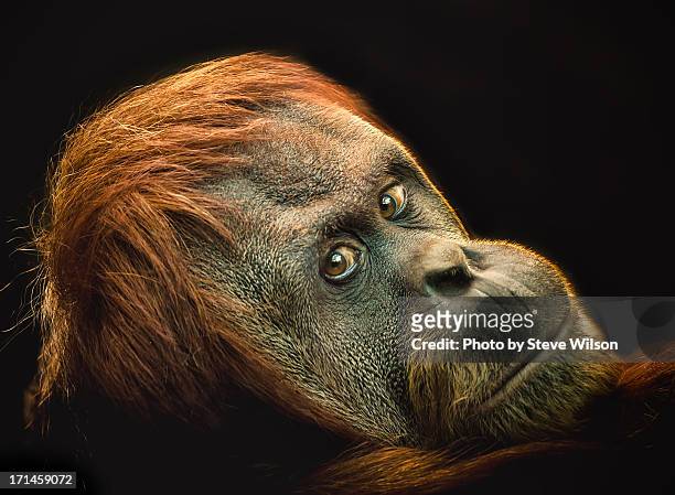 female orang utan - orangutan stock pictures, royalty-free photos & images