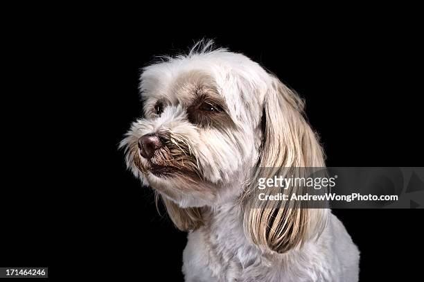 maltese poodle mix. - maltese dog stock pictures, royalty-free photos & images