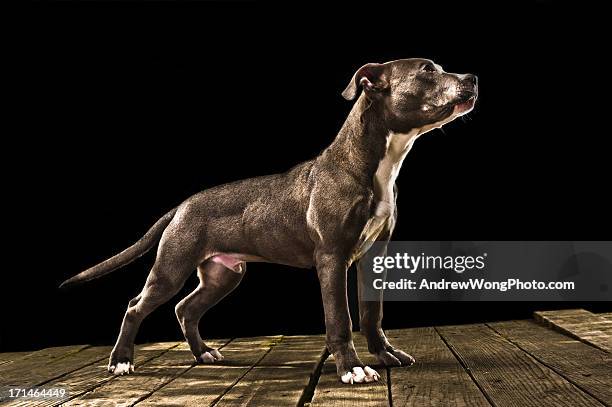 dangerous - dog black background stock pictures, royalty-free photos & images