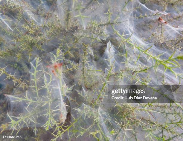 red iron sulphate on a spider web - solfato di cobalto foto e immagini stock