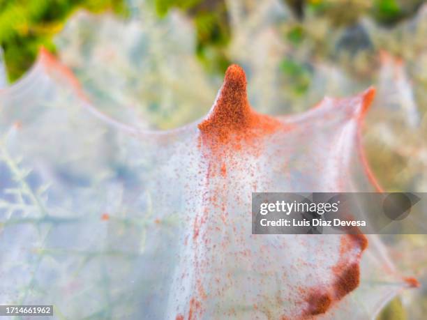 red iron sulphate on a spider web - iron filings stock-fotos und bilder