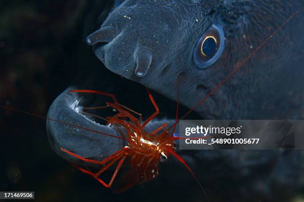 Cleaner Fish Stock Fish Cleaner Shrimp Photos and Premium High Res Pictures - Getty Images