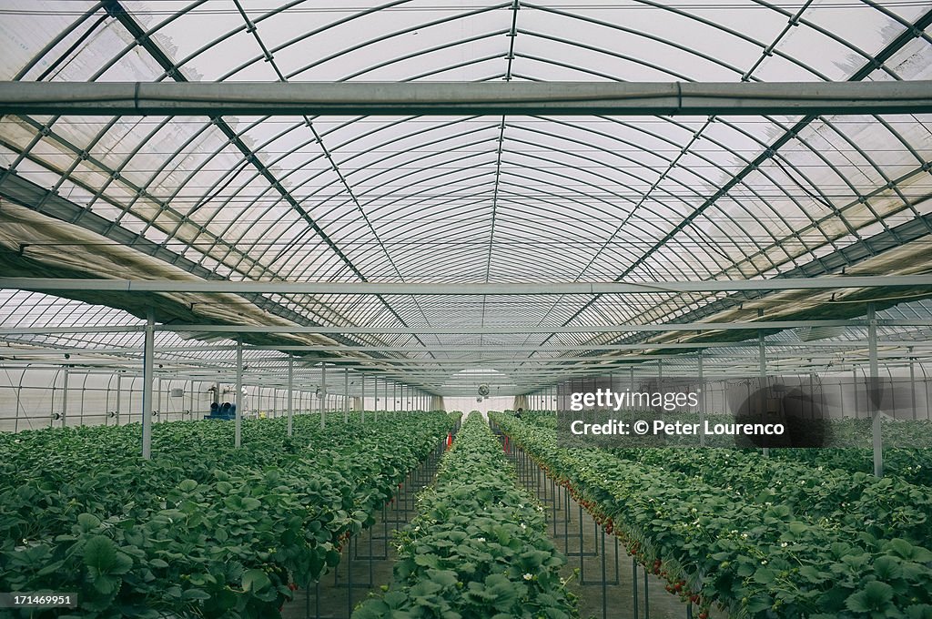 Rows of strawberry plants in a greenhouse