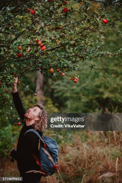 homme cueillant des pommes dans le brandebourg. - date fruit photos et images de collection