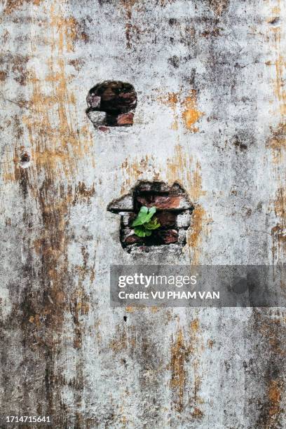 nervilia aragoana or the tall shield orchid plant on weathered brick wall - modern vietnam stockfoto's en -beelden