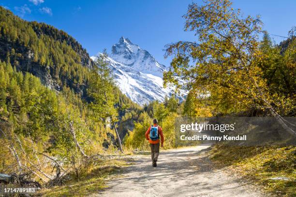 hiking in switzerland's southern alps on a blue sky day in autumn with golden larch trees and snow capped mountains - snow day stock pictures, royalty-free photos & images