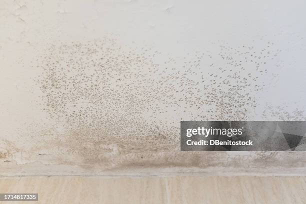 wall and ceiling of a house with damp, fungi and mold. concept of condensation, damage, house, leak, humidity, bathroom, repair, sanitation, respiratory virus and fix. - mildew fotografías e imágenes de stock