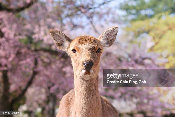 close-up of a deer, miayjima, japan - miyajima stock-fotos und bilder