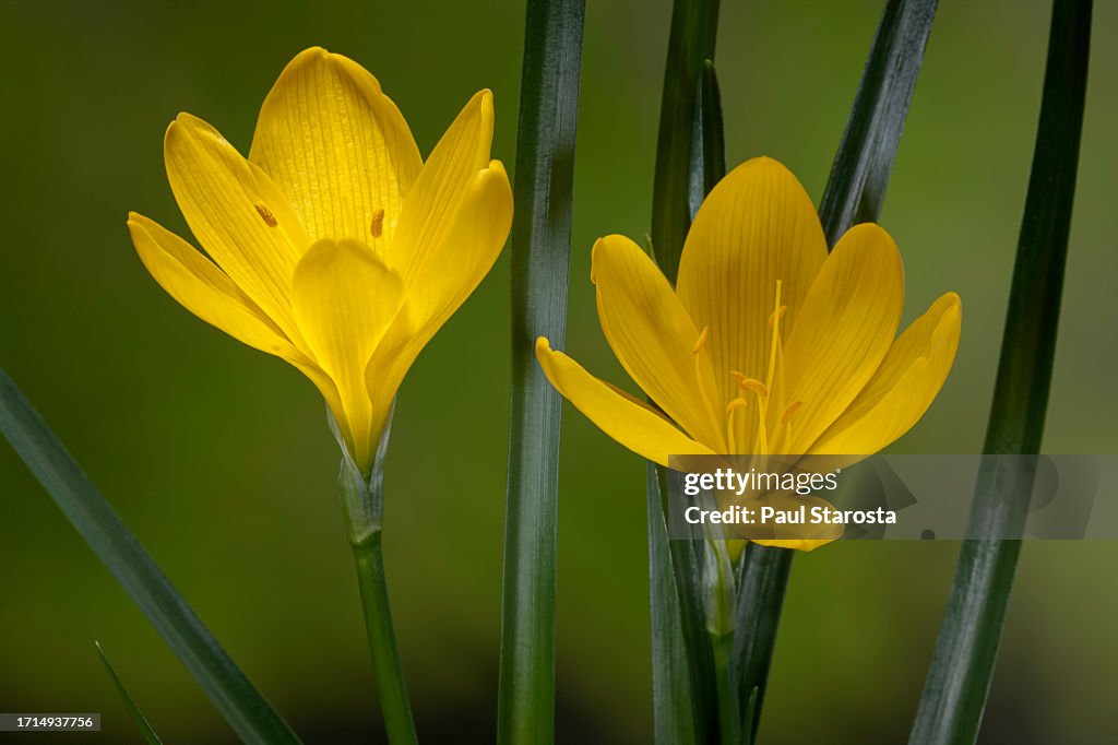 Sternbergia lutea (winter daffodil, autumn daffodil, fall daffodil, lily-of-the-field, yellow autumn crocus)