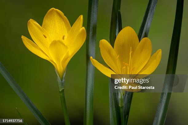 sternbergia lutea (winter daffodil, autumn daffodil, fall daffodil, lily-of-the-field, yellow autumn crocus) - sternbergia lutea stock pictures, royalty-free photos & images
