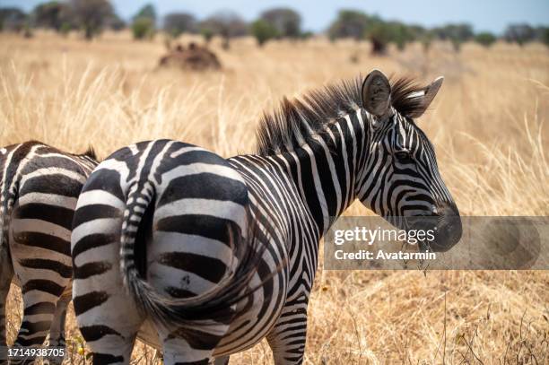 zebras in tarangire national park in tanzania - africa - arusha stock pictures, royalty-free photos & images