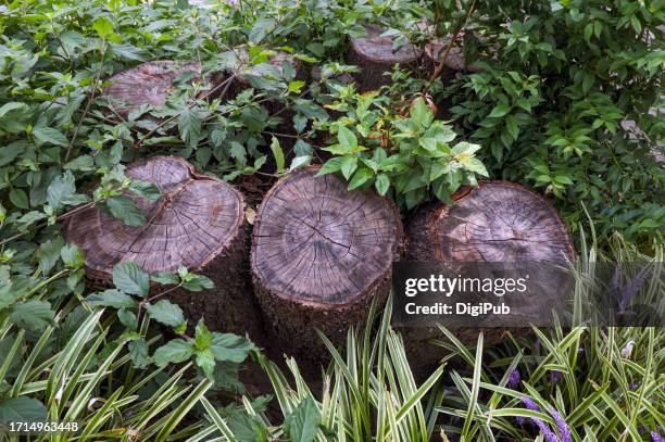 tree stumps - japanese zelkova stock pictures, royalty-free photos & images