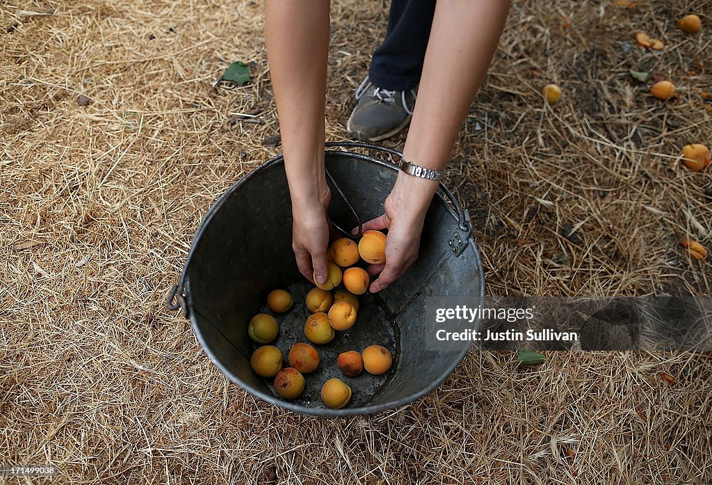 Urban Foraging Group Collects Fruit Off Private Property