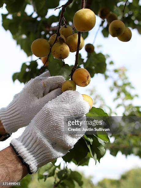 Village Harvest volunteer Neil Enns from Adobe Systems, picks apricots during the harvest of apricot trees at Guadalupe Historic Orchard on June 25,...