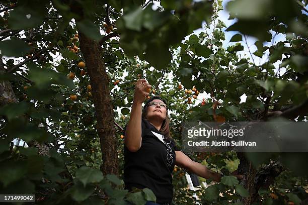 Village Harvest volunteer Lorie Santos from Adobe Systems, picks apricots during the harvest of apricot trees at Guadalupe Historic Orchard on June...