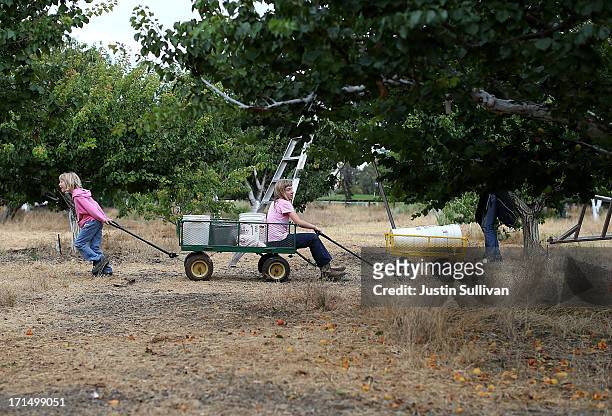 Seven year-old Village Harvest volunteer Beth Hays pulls her sister eleven year-old Mandy Hays on a cart during the harvest of apricot trees at...