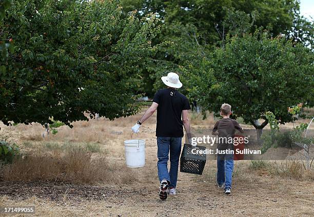 Village Harvest volunteer Neil Enns from Adobe Systems, and nine year-old Nick Hays prepare to pick apricots during the harvest of apricot trees at...