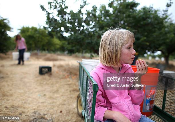 Seven year-old Village Harvest volunteer Beth Hays takes a break to eat a freshly picked apricot during the harvest of apricot trees at Guadalupe...