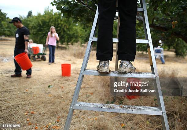 Village Harvest volunteers pick apricots during the harvest of apricot and plum trees at Guadalupe Historic Orchard on June 25, 2013 in San Jose,...
